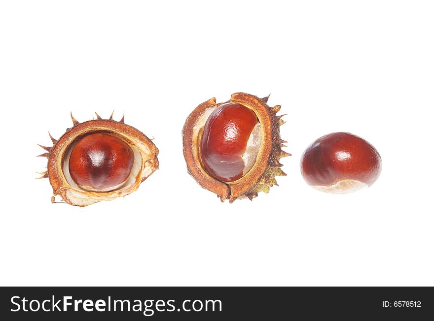 Three conkers isolated on a white background