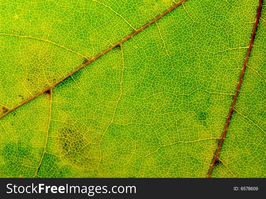 A background texture of a green leaf with veins. A background texture of a green leaf with veins