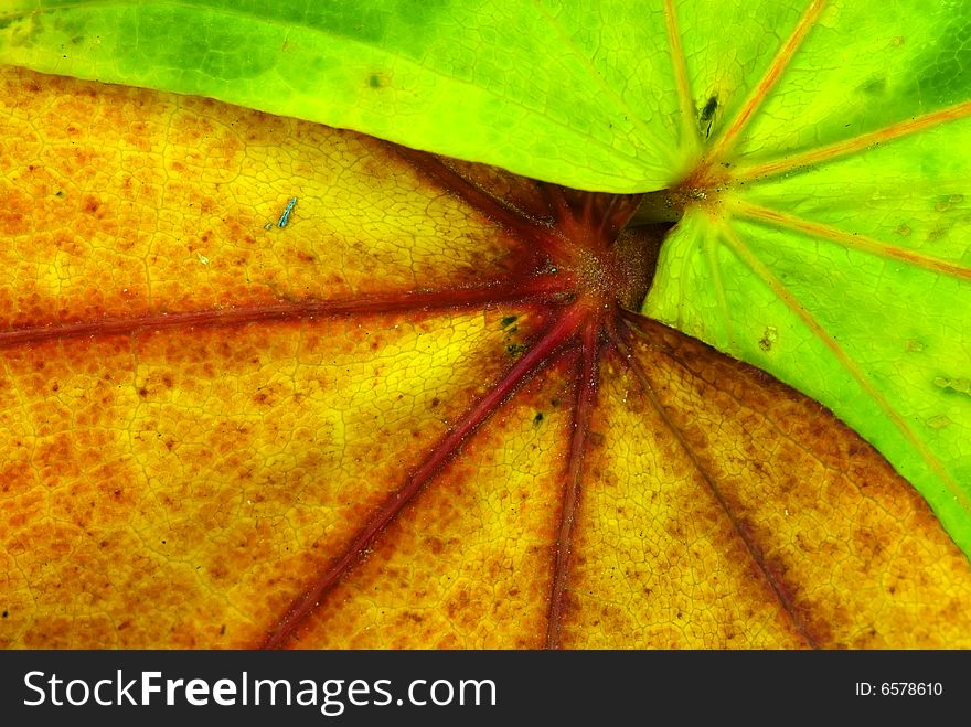 A background texture of two leaves in autumn colors. A background texture of two leaves in autumn colors