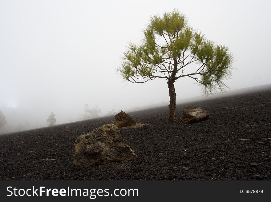 In the mountains of La Palma, Canary Islands. In the mountains of La Palma, Canary Islands