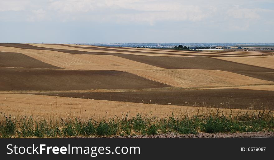 Strip croping fields of wheat on the farm.
