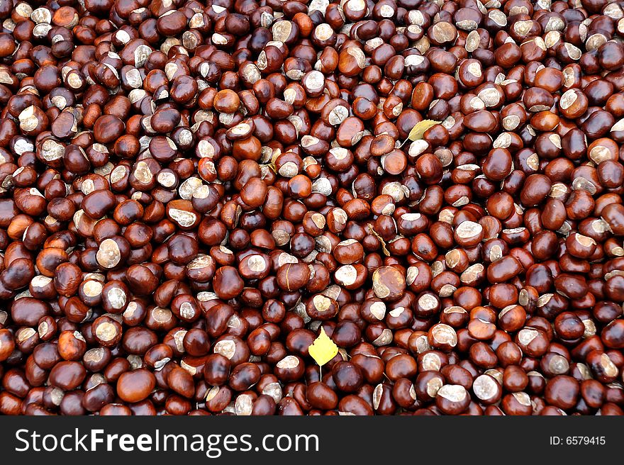 A lot of round faces - the yield of chestnuts in the autumn.