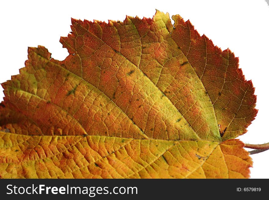 Golden and red leaf isolated against white. Golden and red leaf isolated against white.