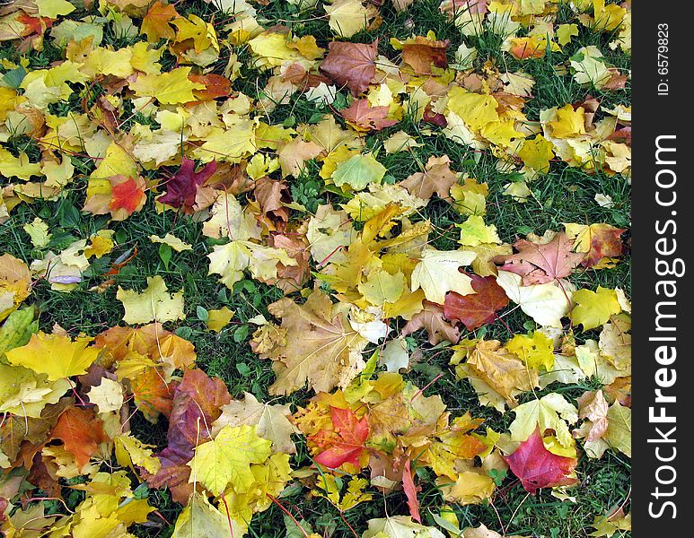 Autumn leaves on the ground. September. Saint-Petersburg. Autumn leaves on the ground. September. Saint-Petersburg.