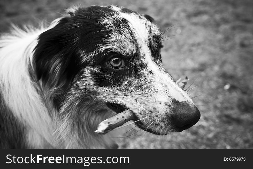 Border collie with small stick in the mouth. Border collie with small stick in the mouth.