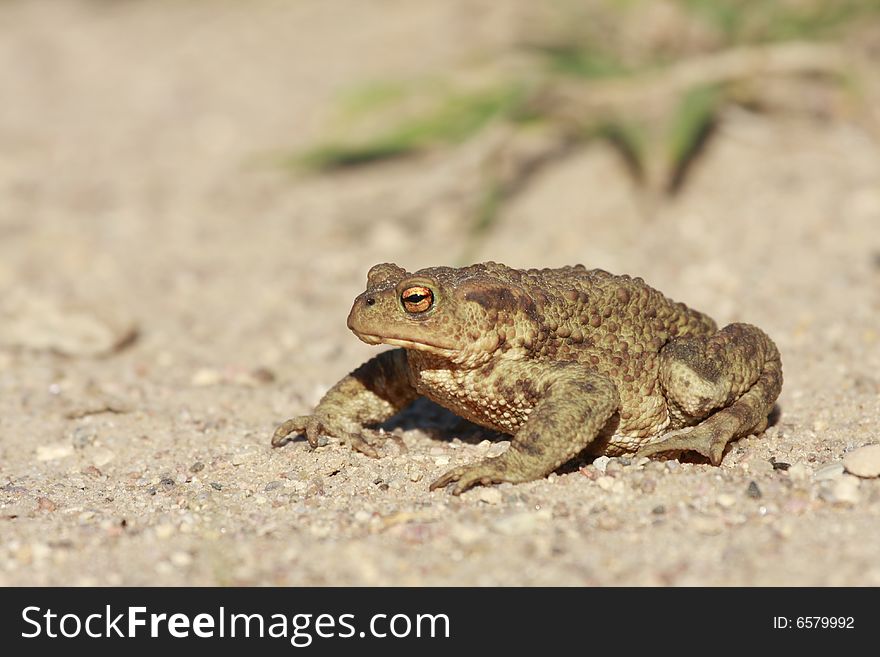 Toad On The Road