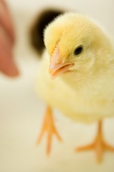 Baby Chick Stock Images
