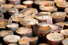 Trunks Of Trees Stock Photos Trunks Of Trees Stock Photos