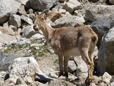 Mountain Goat Stock Photo Mountain Goat Stock Photo