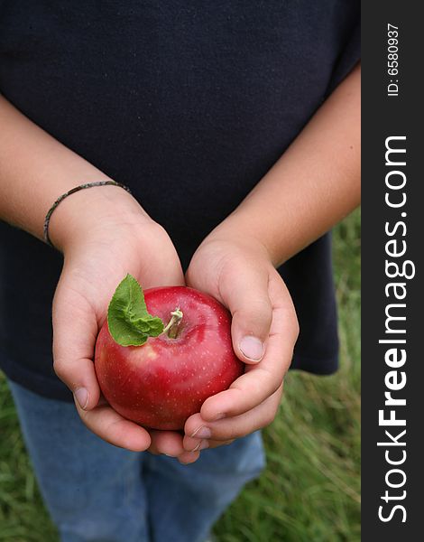 Young child holding a freshly picked red apple with leaf and stem attached. Young child holding a freshly picked red apple with leaf and stem attached