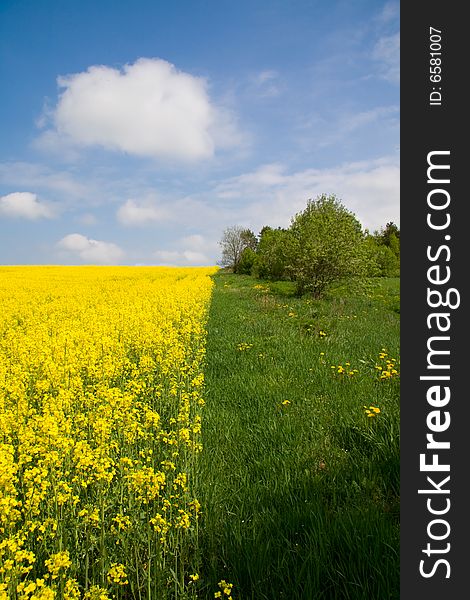 Yellow-green meadow under blue cloudy sky