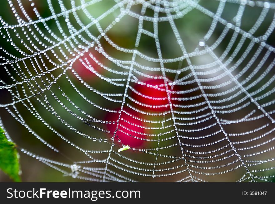 Spider web with dewdrops in autumn garden(shallow depth of field). Spider web with dewdrops in autumn garden(shallow depth of field)