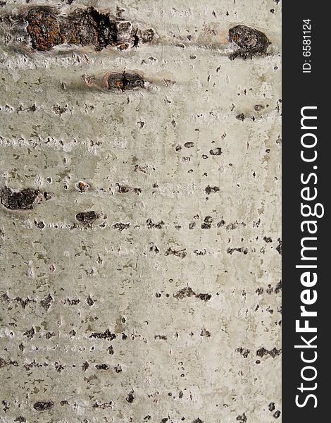 Background of bark if a birch tree. Background of bark if a birch tree.