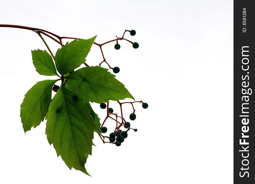 Leaf with berries
