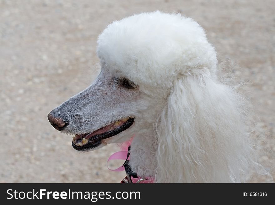 Closeup of a full sized white dignified poodle