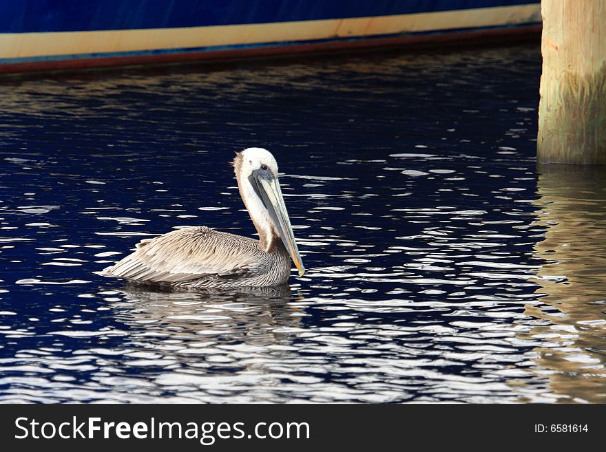 A pelican at Teachs' Lair Marina located in Outer Banks, North Carolina. A pelican at Teachs' Lair Marina located in Outer Banks, North Carolina
