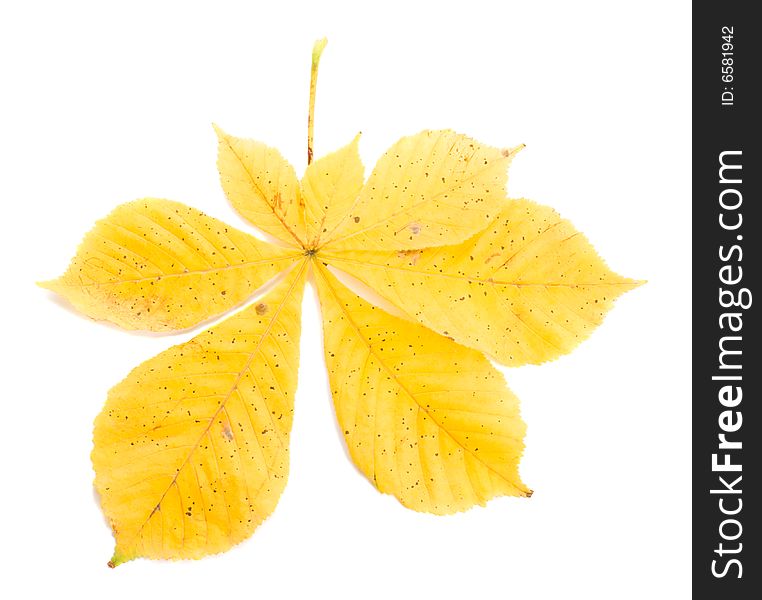 Close-up yellow chestnut leaves, isolated on white