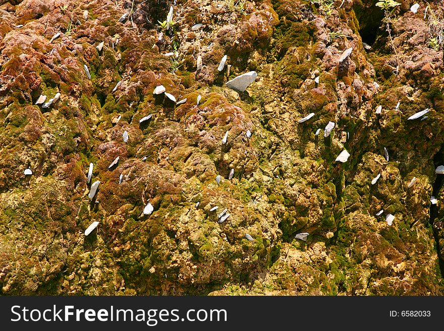 Close-up of a rock covered with moss background