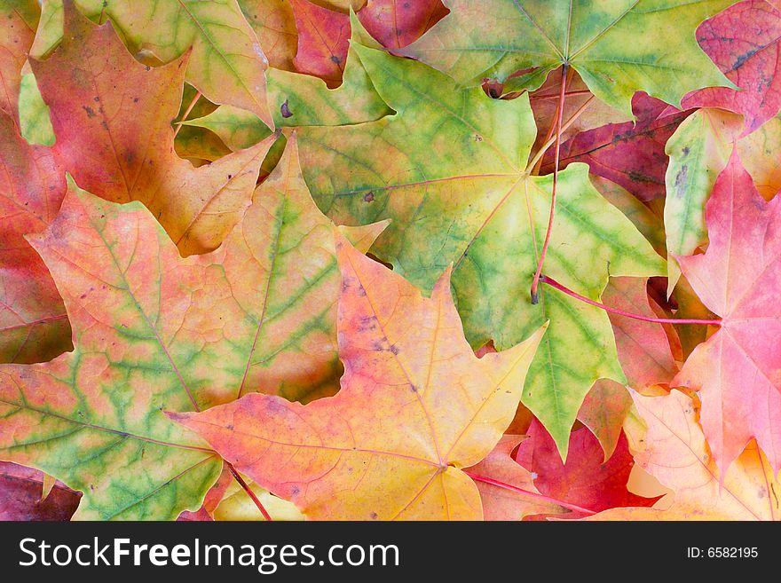Background from various color maple leaves. Background from various color maple leaves