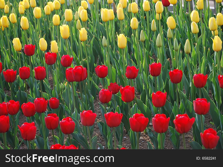In the season of blooming tulips, beautiful tulips in the park to play brought the people to enjoy fresh