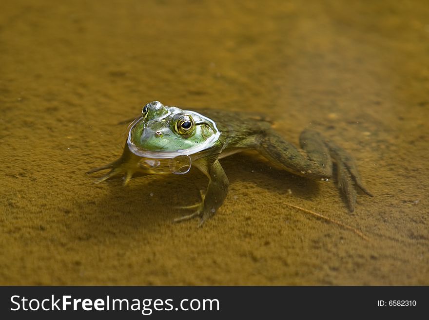A frog basking in the sun.