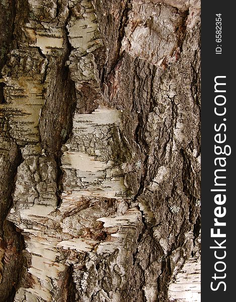 Old birch bark close up