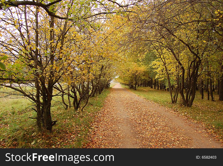 Autumn avenue with yellow trees