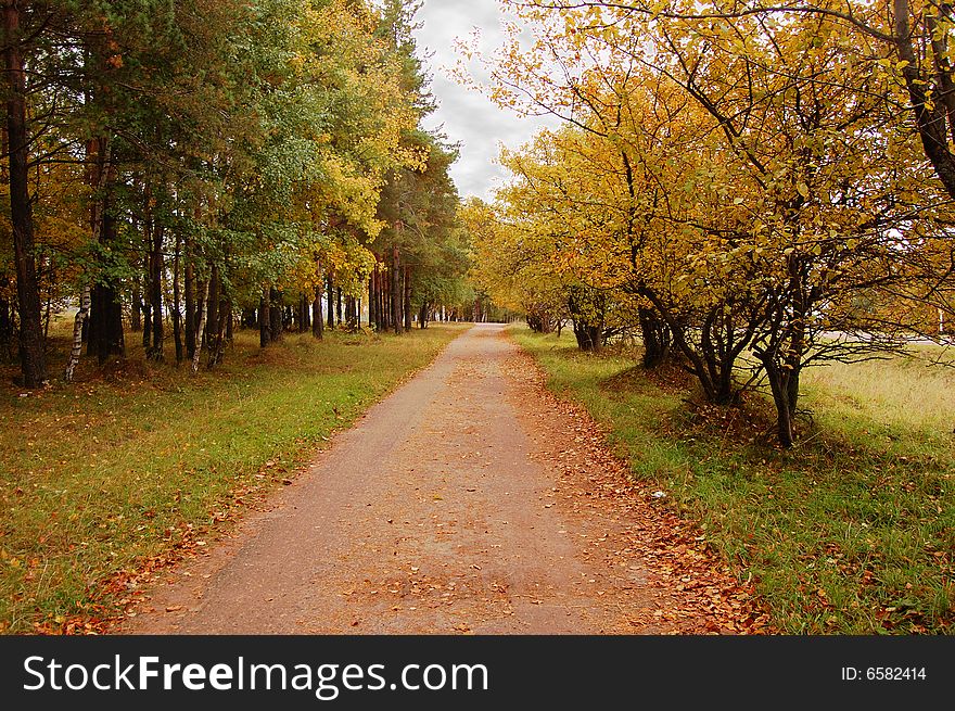 Autumn avenue with yellow trees