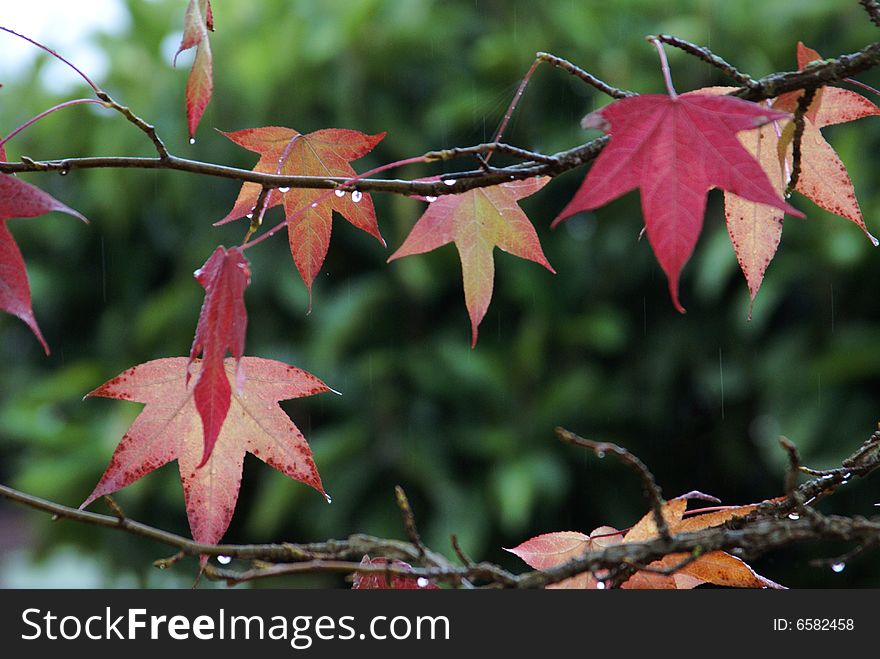 A branch of red maple leaves in autumn. A branch of red maple leaves in autumn.