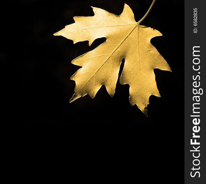 Closeup Detail of a Red autumn maple leaf with black backgrouind. Closeup Detail of a Red autumn maple leaf with black backgrouind