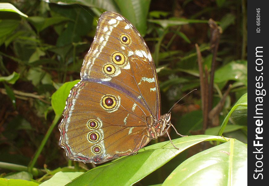 Giant Butterfly in Rain Forest, Ecuador South America. Giant Butterfly in Rain Forest, Ecuador South America