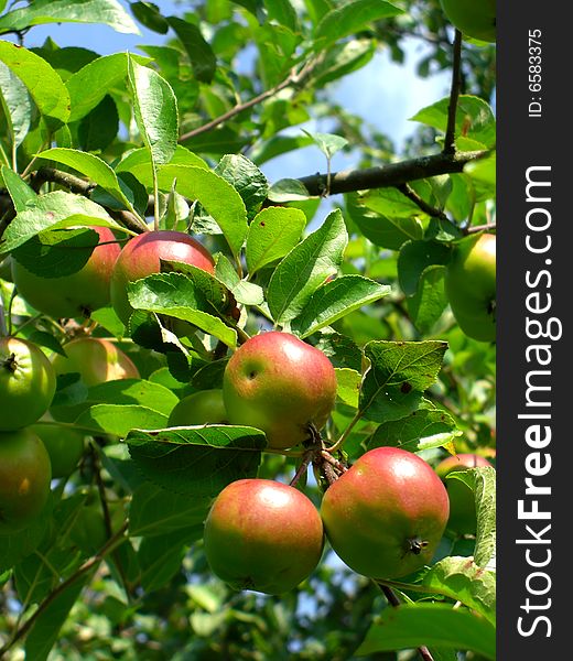 Branch with a unripe apples. Branch with a unripe apples