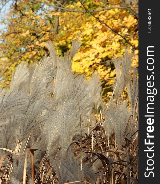 Autumn yellow background with golden fluffy reeds