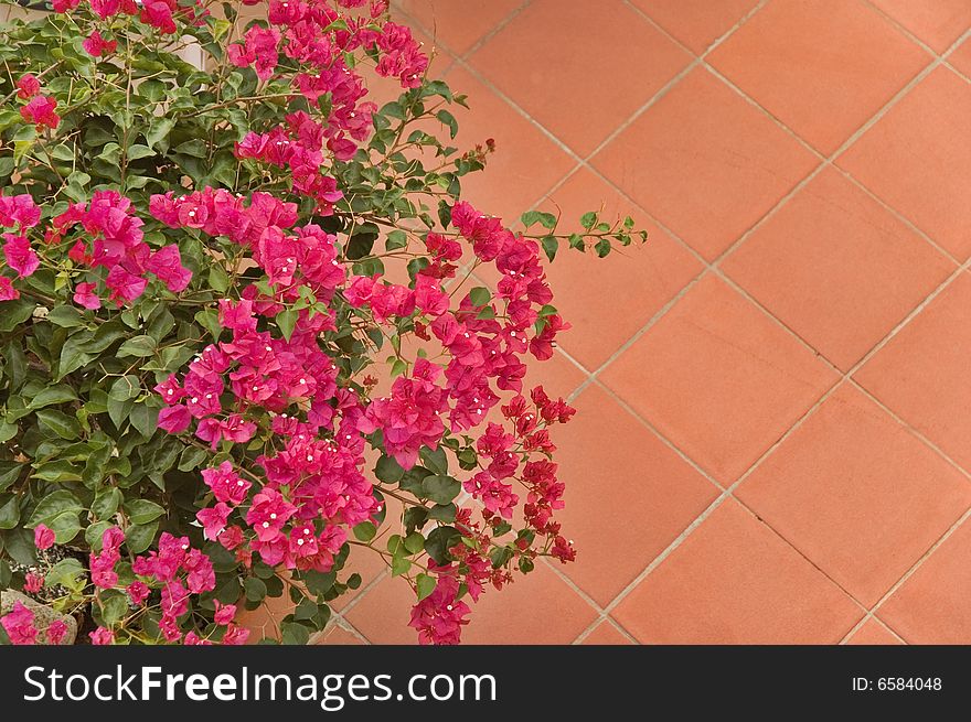 Bougainvillea flowers against floor with copy space