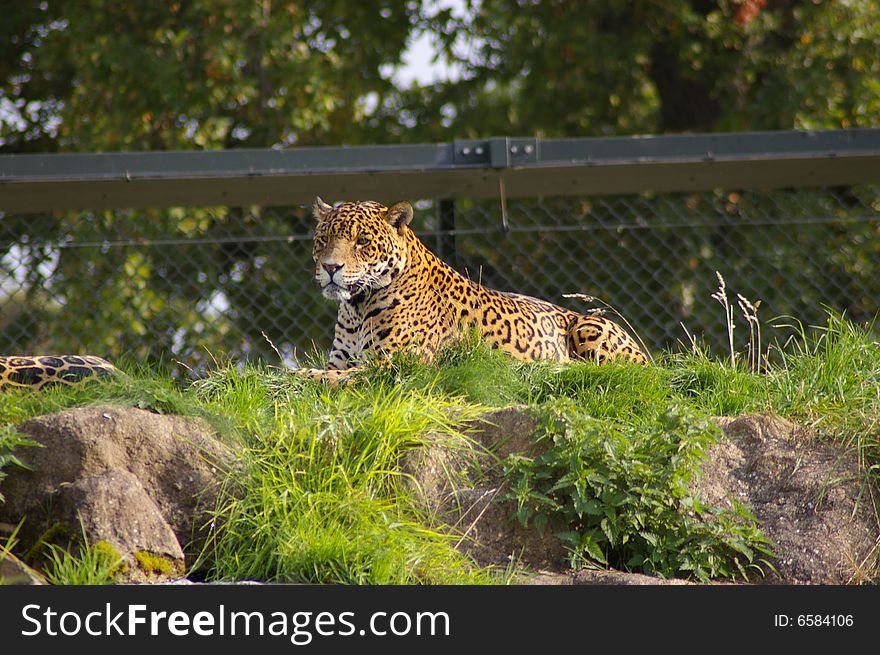 Jaguar basking in miday sun