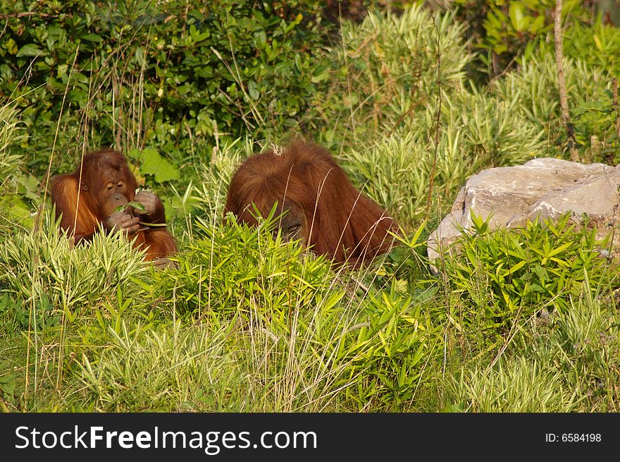 Orangutans sitting in foilage awaiting food