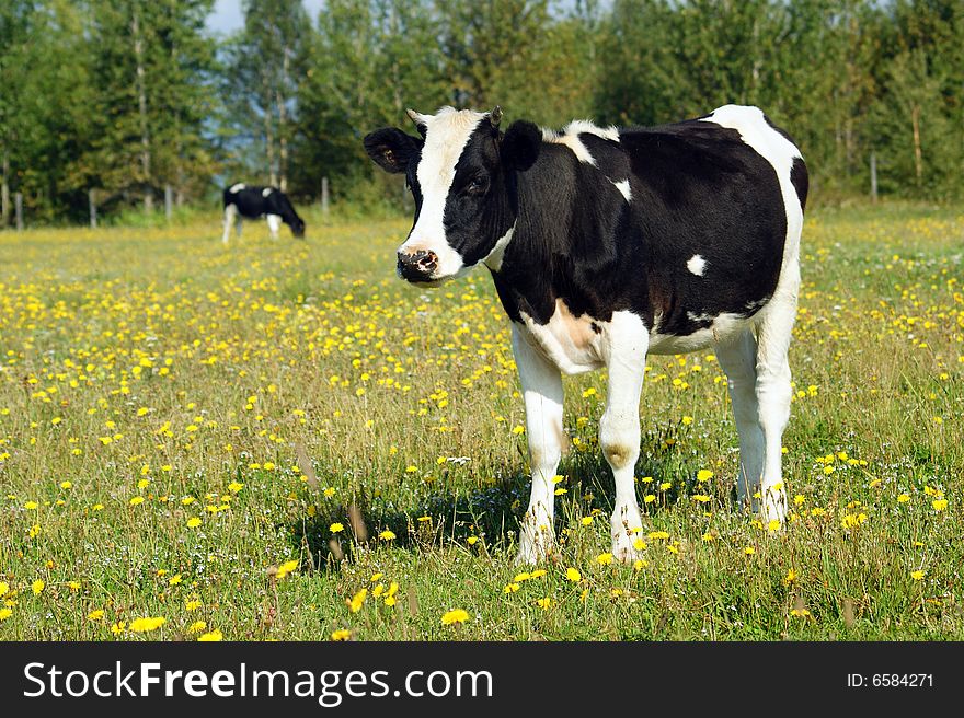 Curious calf on green meadow. Curious calf on green meadow