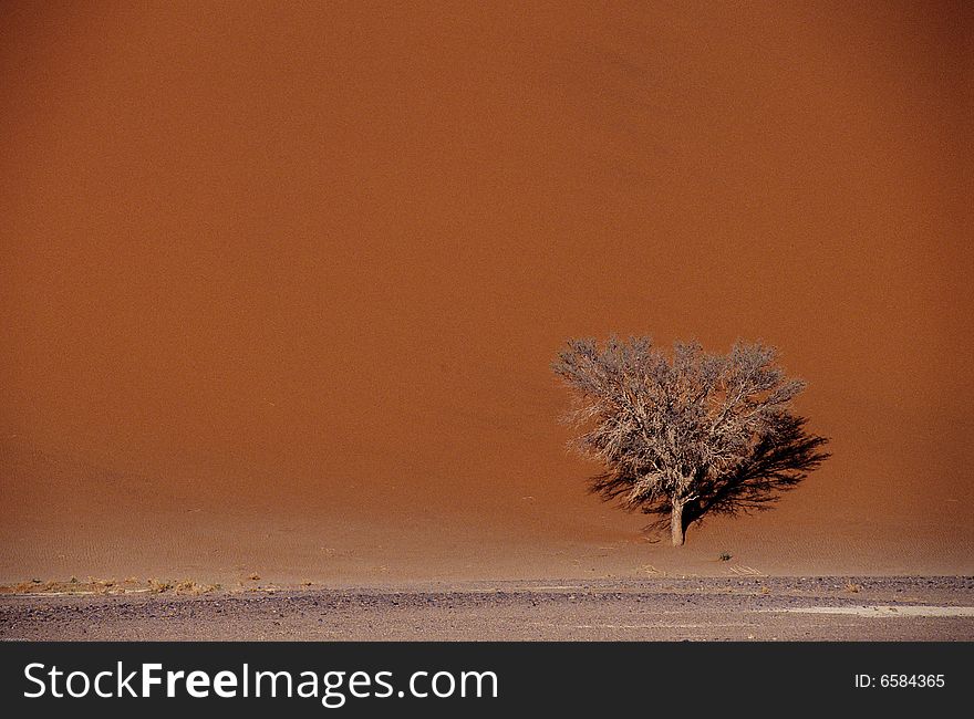 Tree Under The Dune
