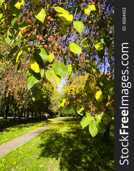 A tree with red berries in autumn park at sunny day