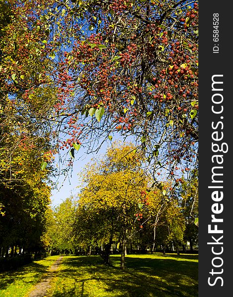 Autumn park with green and yellow leafs at sunny day