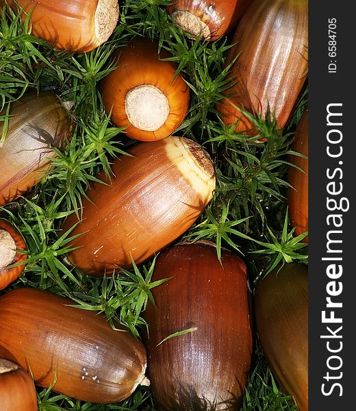 Detail photo of acorns on moss