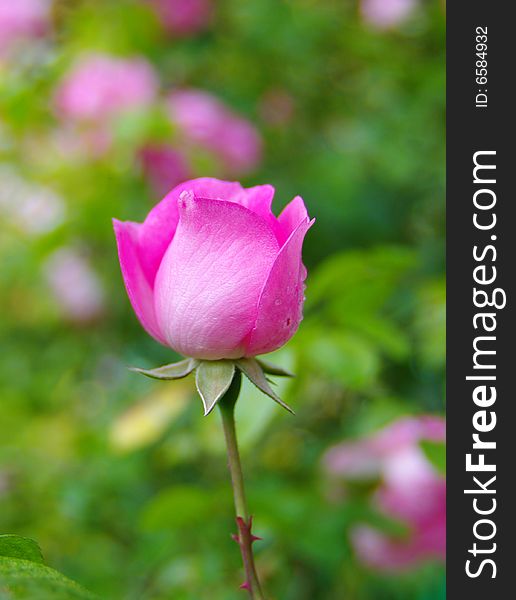 Beautyl fresh pink rose in green garden. Beautyl fresh pink rose in green garden