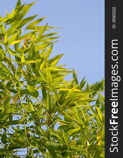 Lush bamboo leaves against a bright blue sky