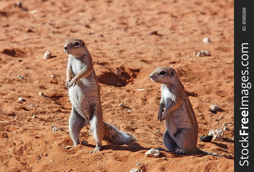 Ground Squirrels in the Kalahari Desert, South Africa. Ground Squirrels in the Kalahari Desert, South Africa