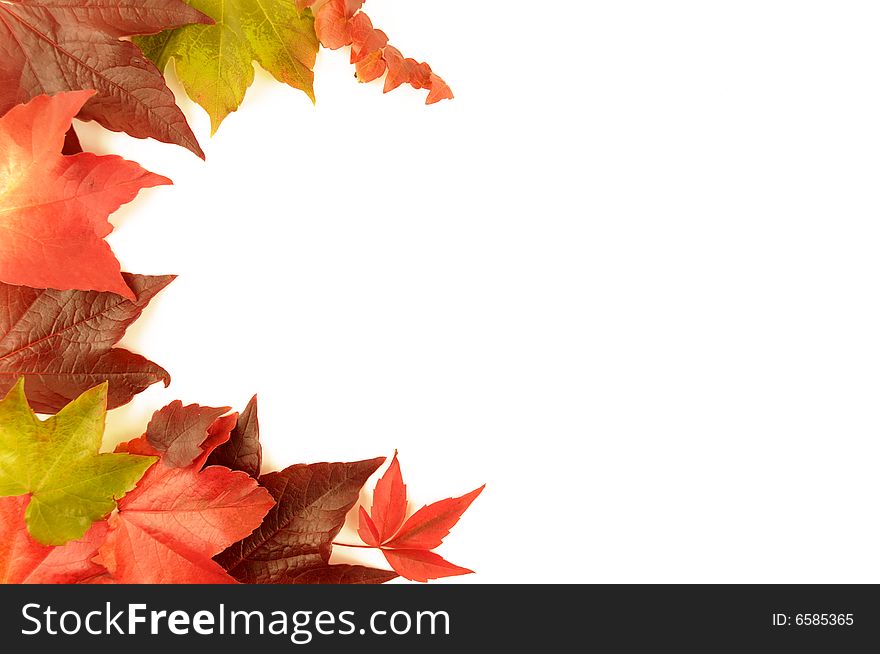A selection of vibrant autumn leaves against a white background. A selection of vibrant autumn leaves against a white background