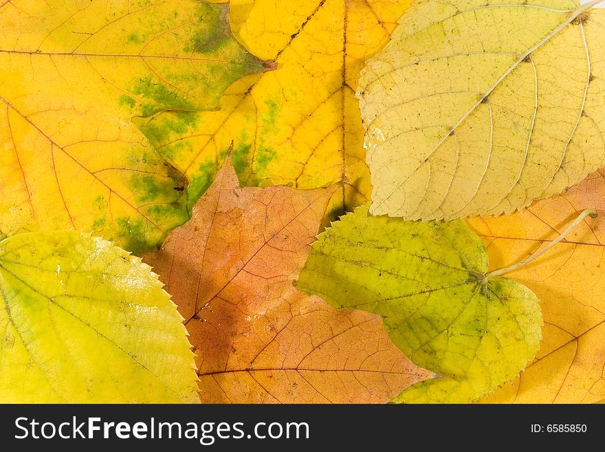 Autumn background (leaves with raindrops). Autumn background (leaves with raindrops)