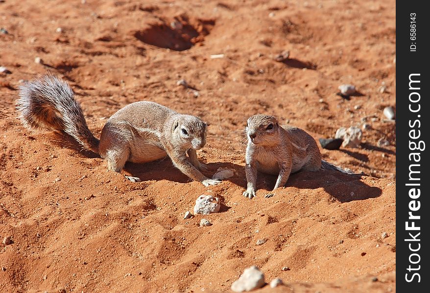 Ground Squirrels in the Kalahari Desert, South Africa. Ground Squirrels in the Kalahari Desert, South Africa