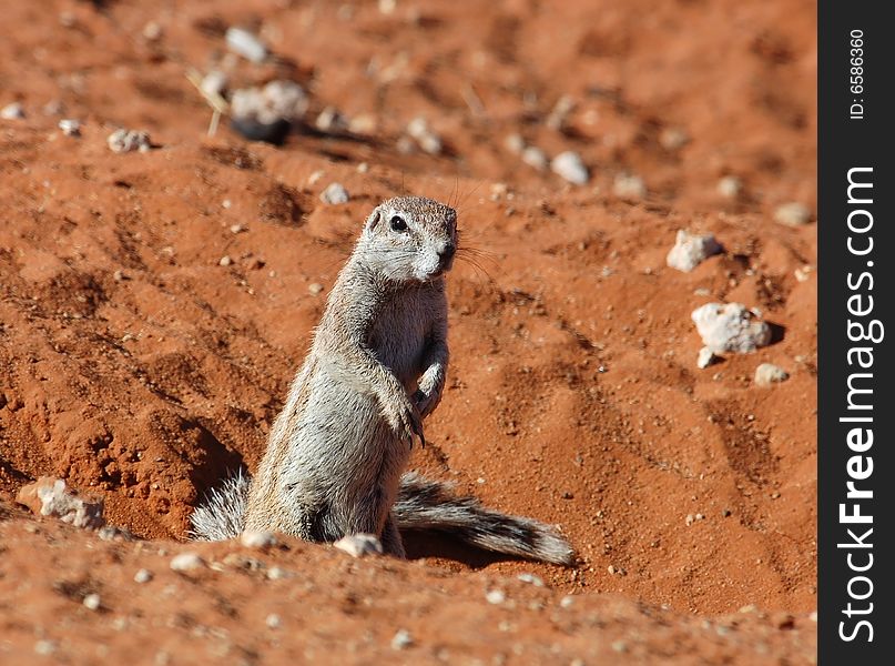 Ground Squirrel (Xerus Inaurus)