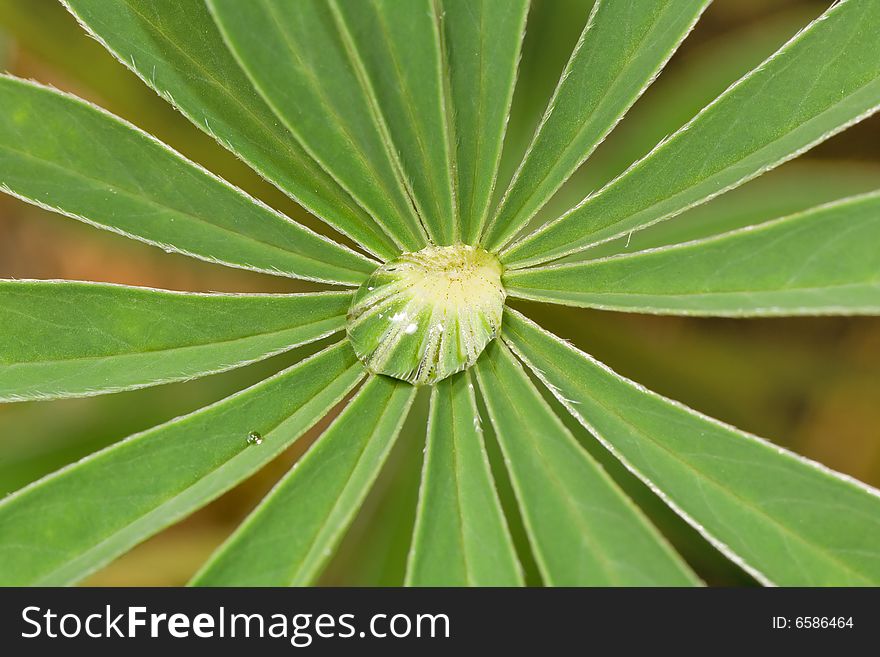 Small drop on green plant with green background