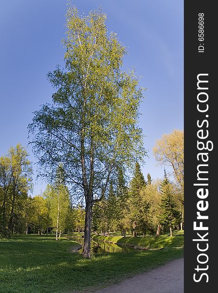 Single birch on meadow under blue sky